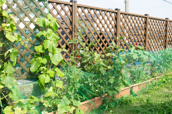 子どもの心も育てる野菜づくりを通じて学ぶ食の大切さ