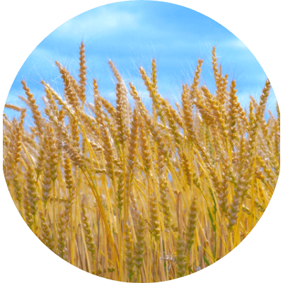 国内産小麦使用